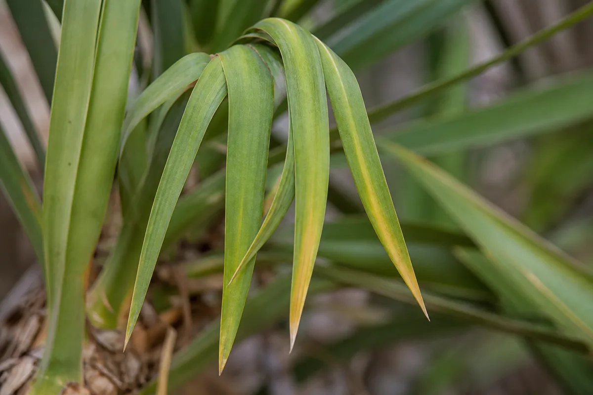 Close-up of Drooping Leaves on Yucca Plant - diagnostic detail