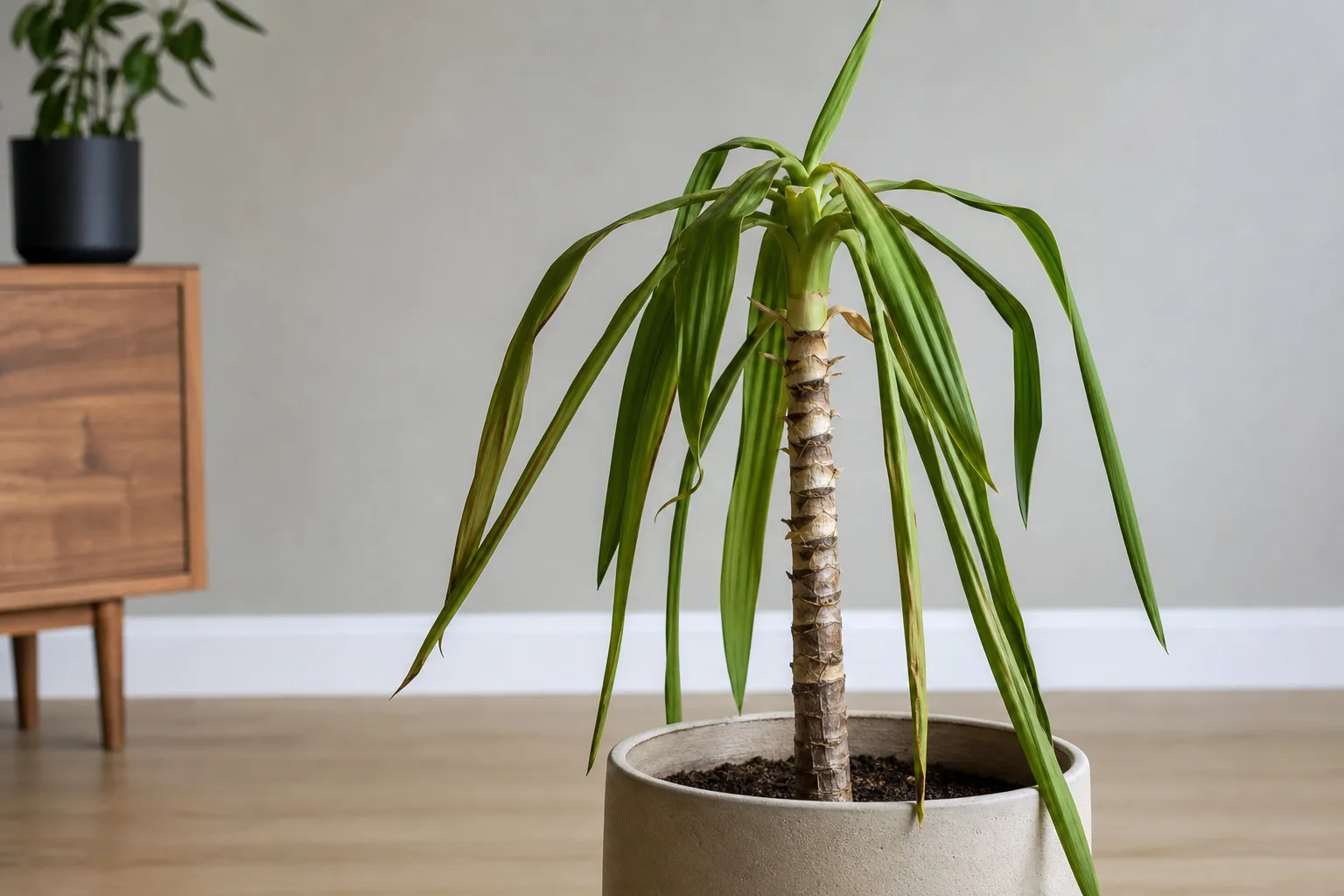 Drooping Leaves on Yucca Plant - visible symptom on the plant