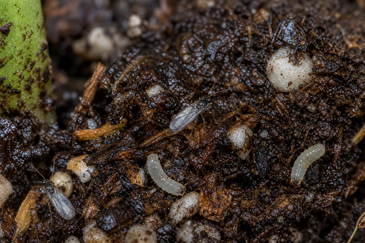 Close-up of Fungus Gnats on Yucca Plant - diagnostic detail