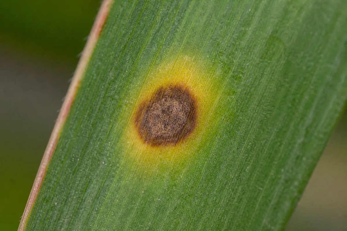 Close-up of Leaf Spot Disease on Yucca Plant - diagnostic detail