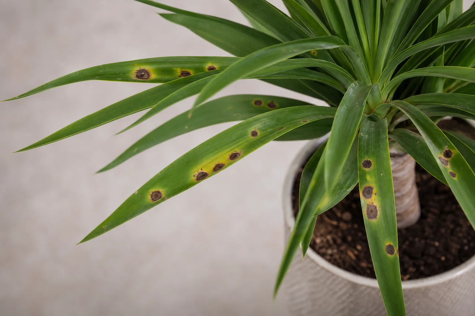 Leaf Spot Disease on Yucca Plant - visible symptom on the plant
