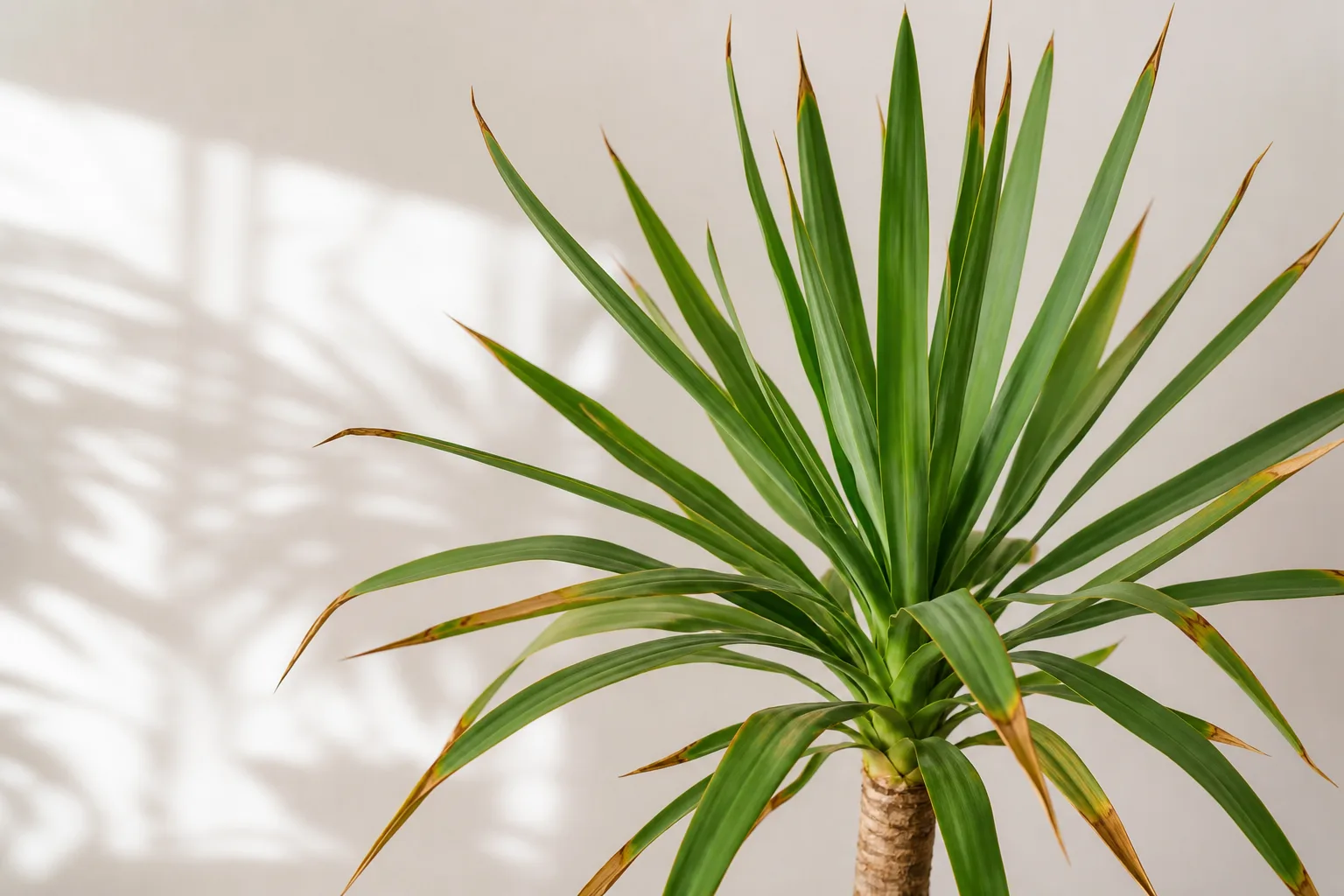 Low Humidity on Yucca Plant - visible symptom on the plant