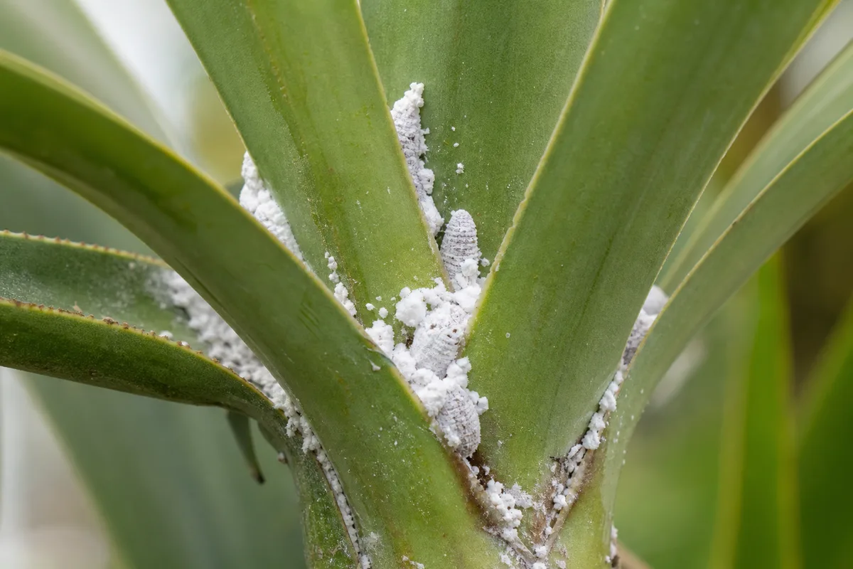 Close-up of Mealybugs on Yucca Plant - diagnostic detail