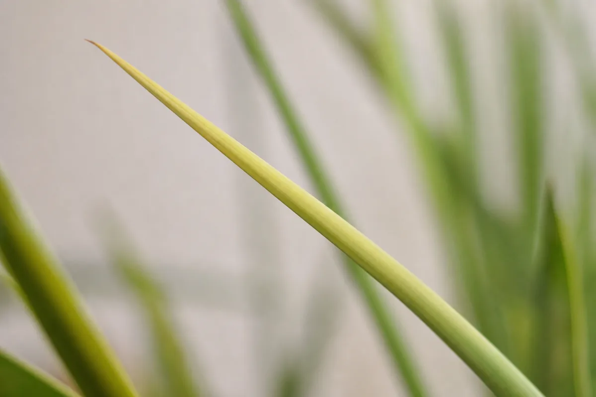 Close-up of Not Enough Light on Yucca Plant - diagnostic detail