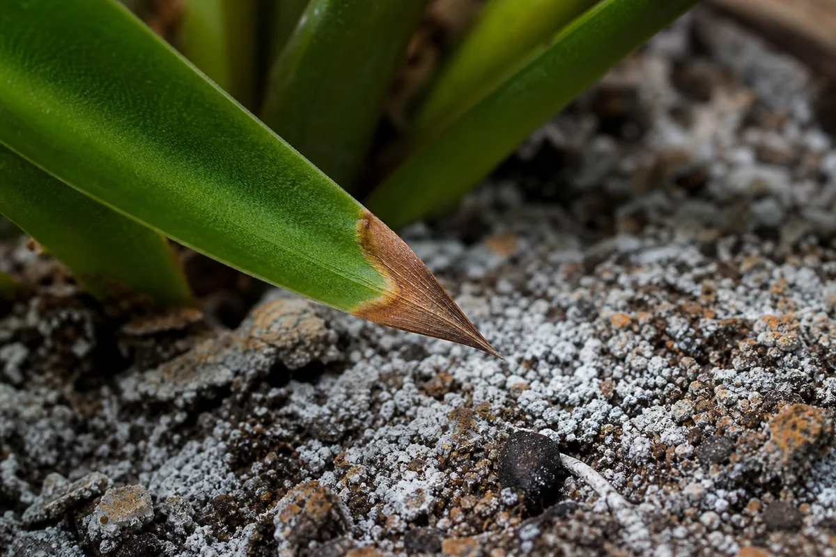 Close-up of Overfertilization on Yucca Plant - diagnostic detail