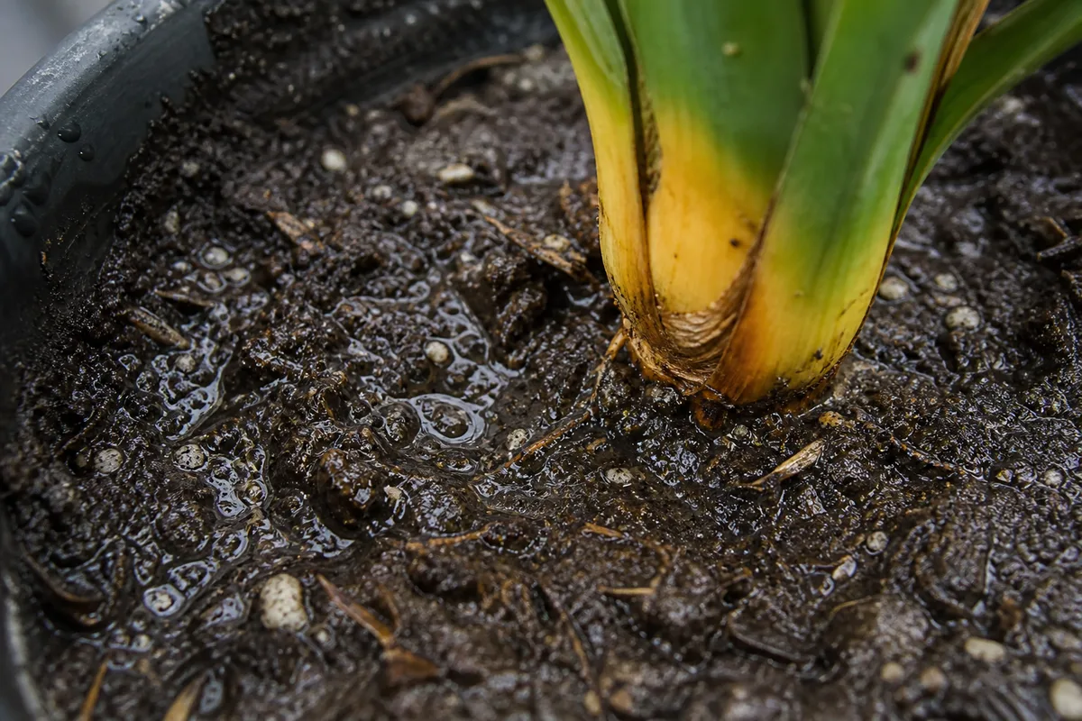 Close-up of Poor Drainage on Yucca Plant - diagnostic detail
