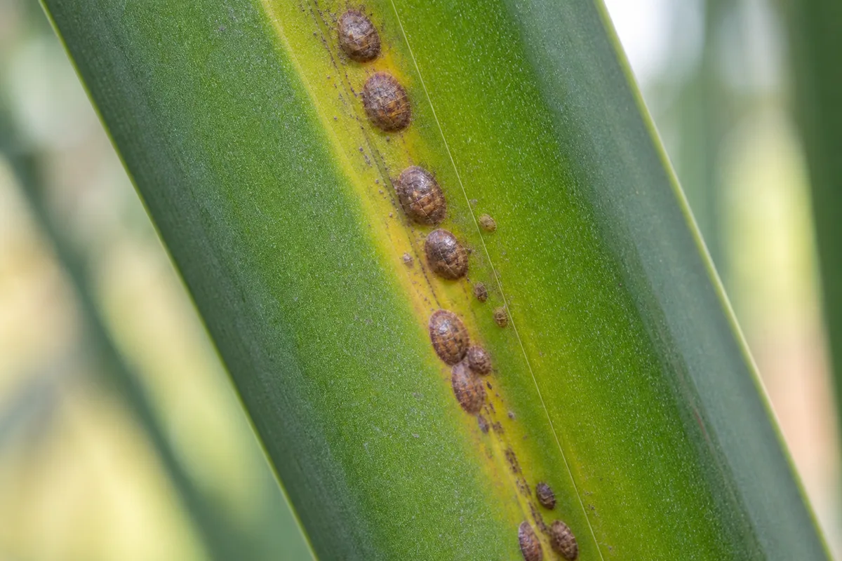 Close-up of Scale Insects on Yucca Plant - diagnostic detail