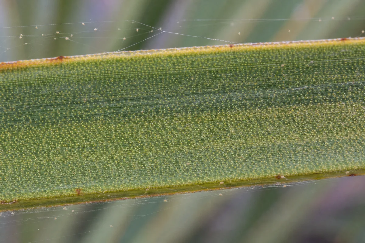 Close-up of Spider Mites on Yucca Plant - diagnostic detail