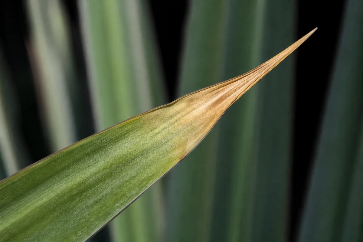 Close-up of Water Stress on Yucca Plant - diagnostic detail