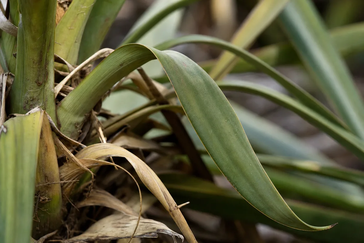 Close-up of Wilting on Yucca Plant - diagnostic detail