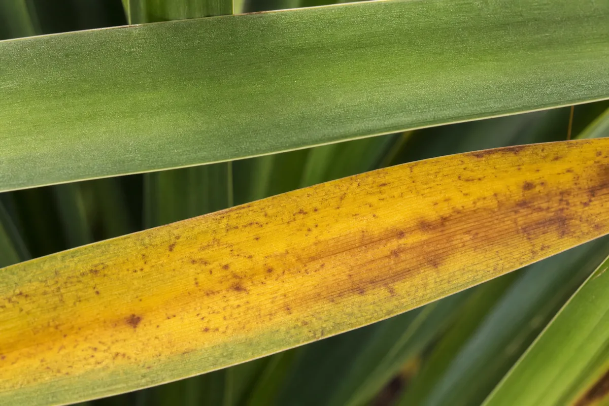 Close-up of Yellow Leaves on Yucca Plant - diagnostic detail