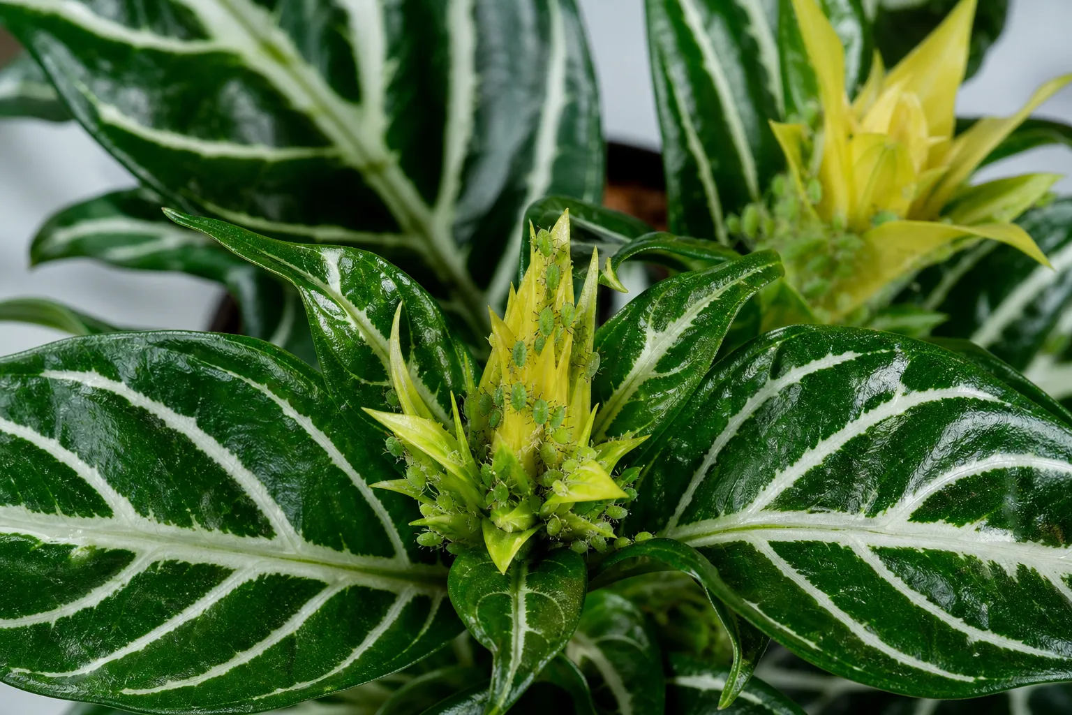 Aphids on Zebra Plant - visible symptom on the plant