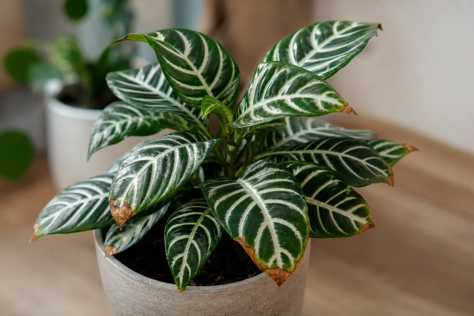 Brown Tips on Zebra Plant - visible symptom on the plant