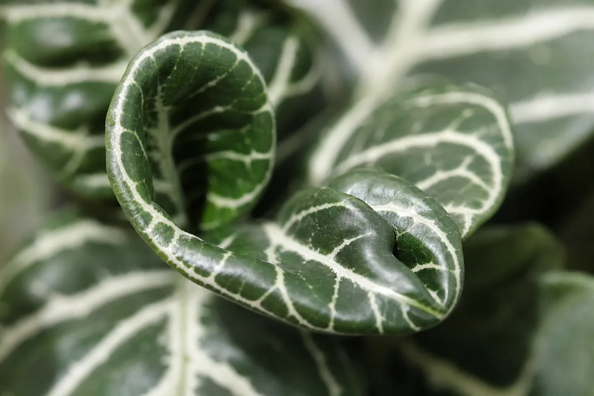 Close-up of Curling Leaves on Zebra Plant - diagnostic detail