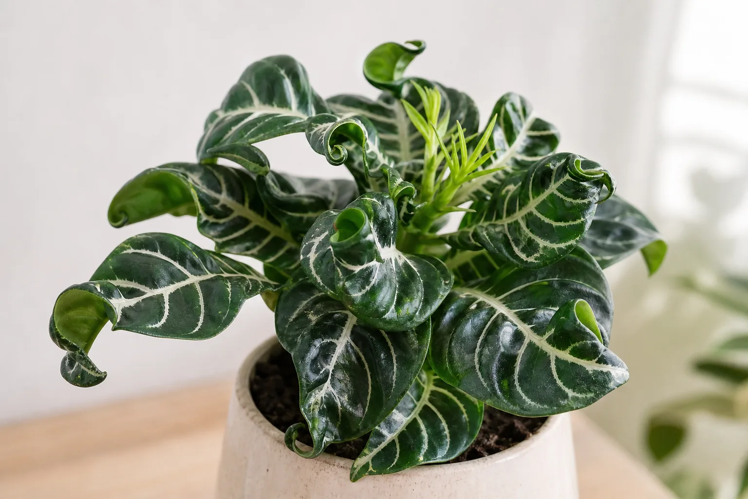 Curling Leaves on Zebra Plant - visible symptom on the plant