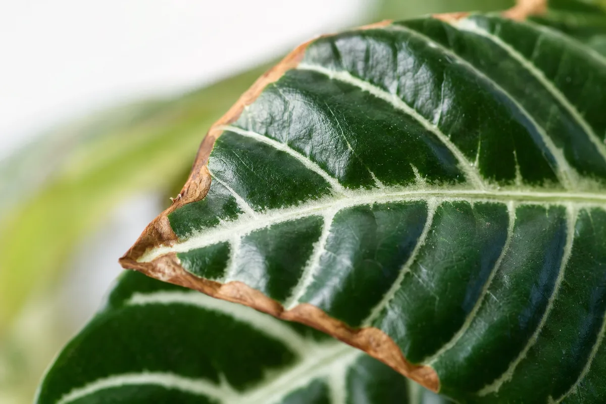 Close-up of Draft Stress on Zebra Plant - diagnostic detail