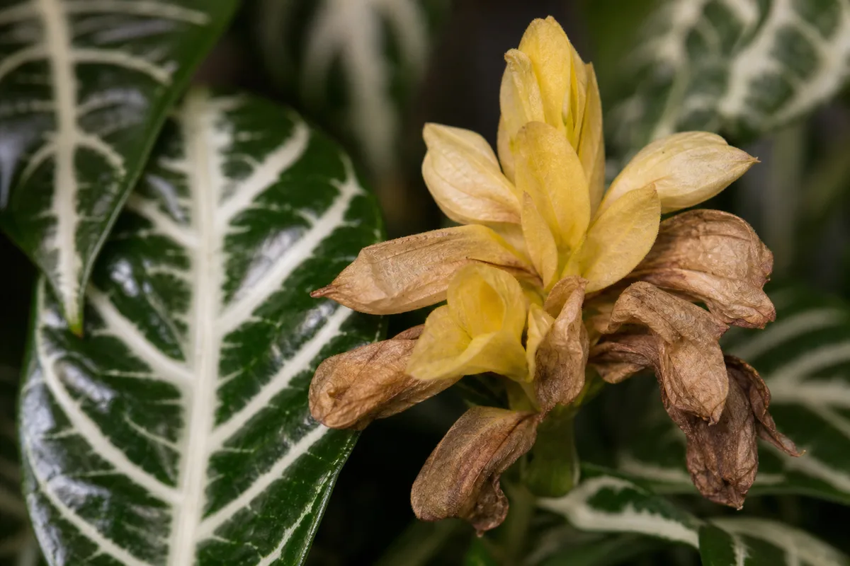 Close-up of Faded Flowers on Zebra Plant - diagnostic detail