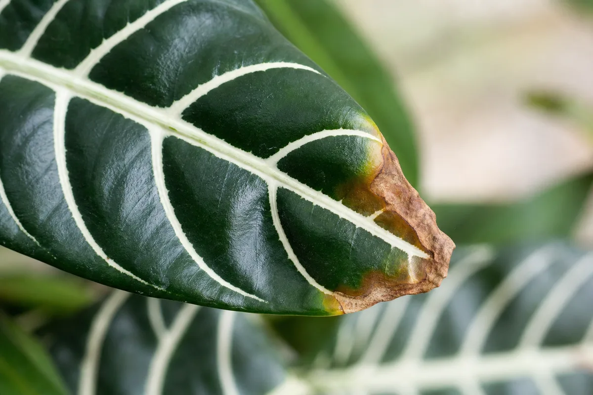 Close-up of Fertilizer Burn on Zebra Plant - diagnostic detail