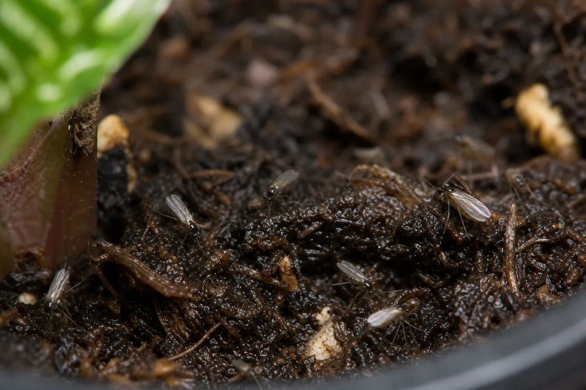 Close-up of Fungus Gnats on Zebra Plant - diagnostic detail