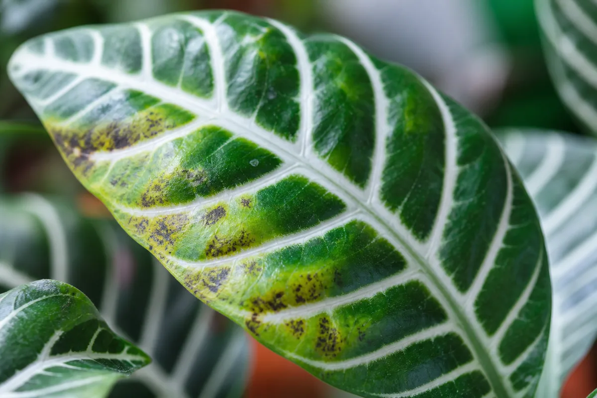 Close-up of High Humidity on Zebra Plant - diagnostic detail
