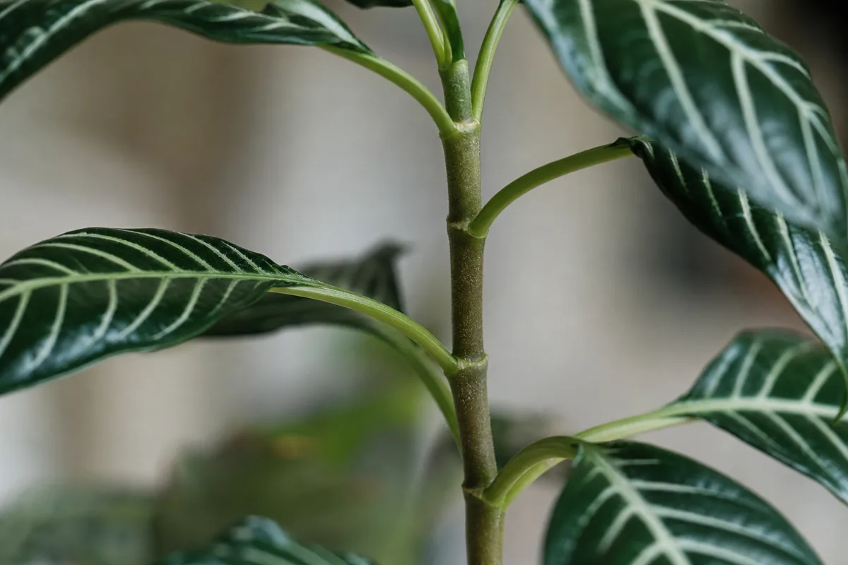 Close-up of Leggy Growth on Zebra Plant - diagnostic detail