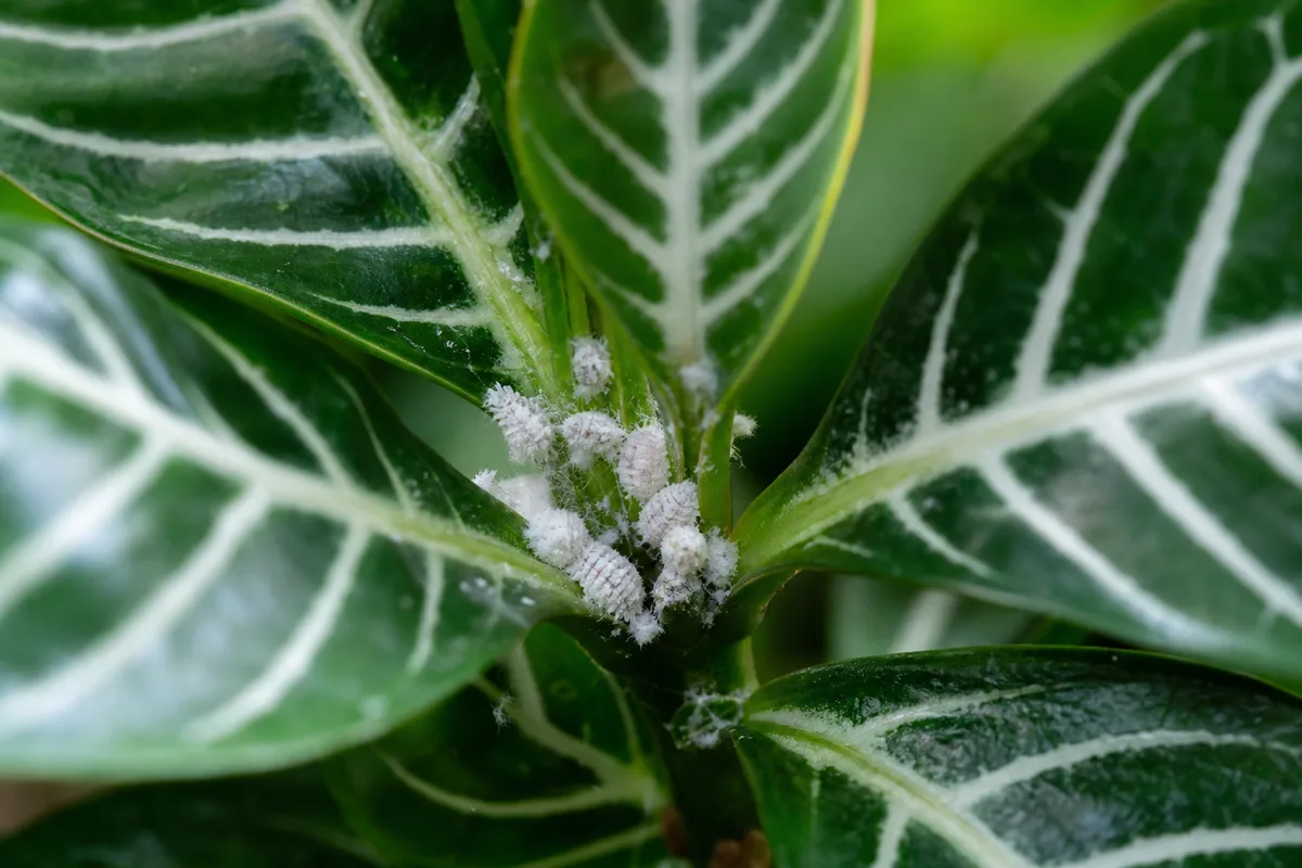 Close-up of Mealybugs on Zebra Plant - diagnostic detail