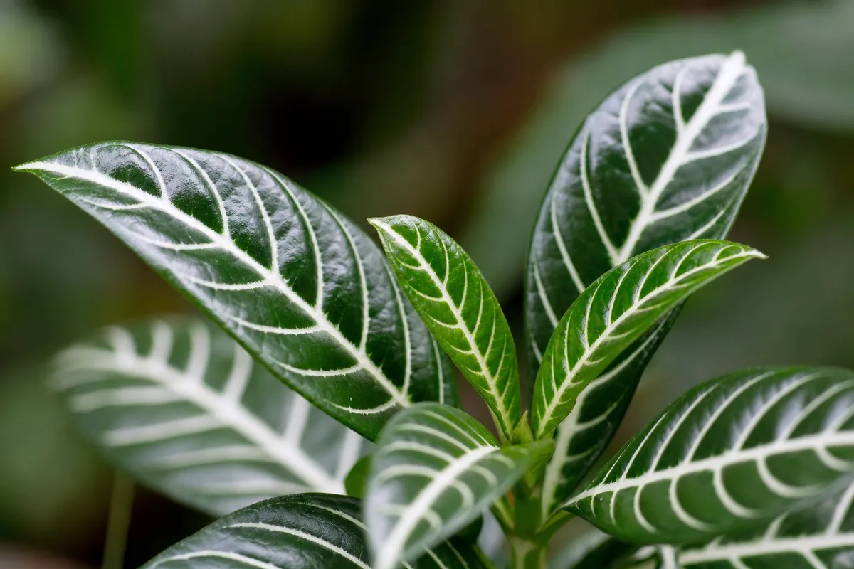 Close-up of No Flowers on Zebra Plant - diagnostic detail