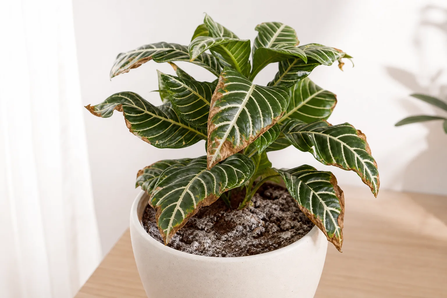 Overfertilization on Zebra Plant - visible symptom on the plant