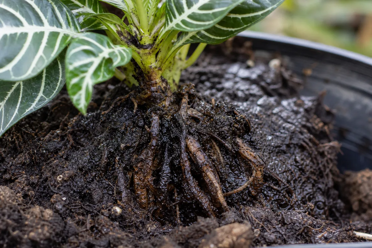 Close-up of Root Rot on Zebra Plant - diagnostic detail
