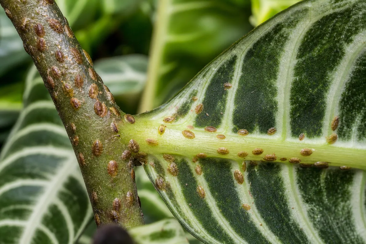 Close-up of Scale Insects on Zebra Plant - diagnostic detail