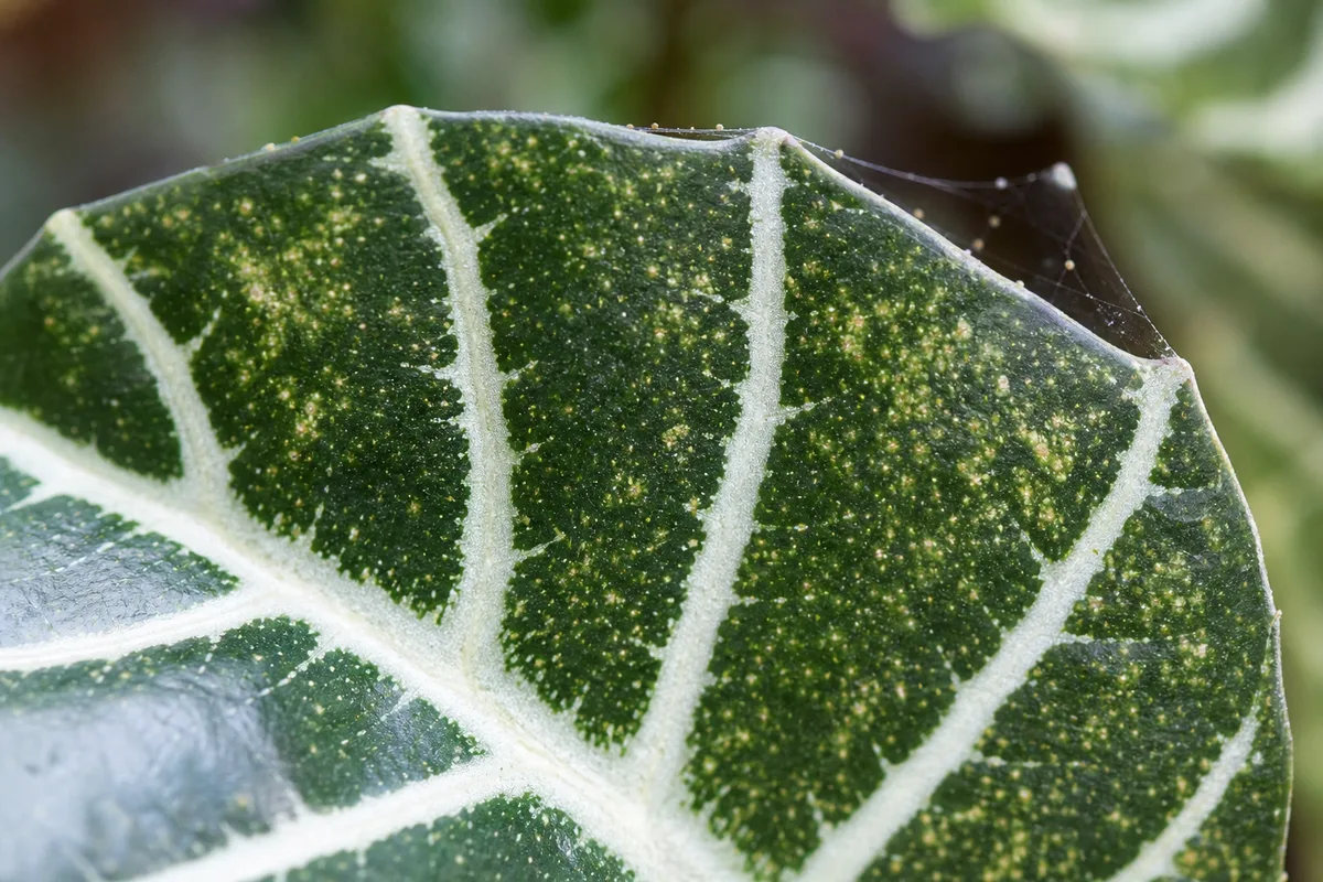 Close-up of Spider Mites on Zebra Plant - diagnostic detail