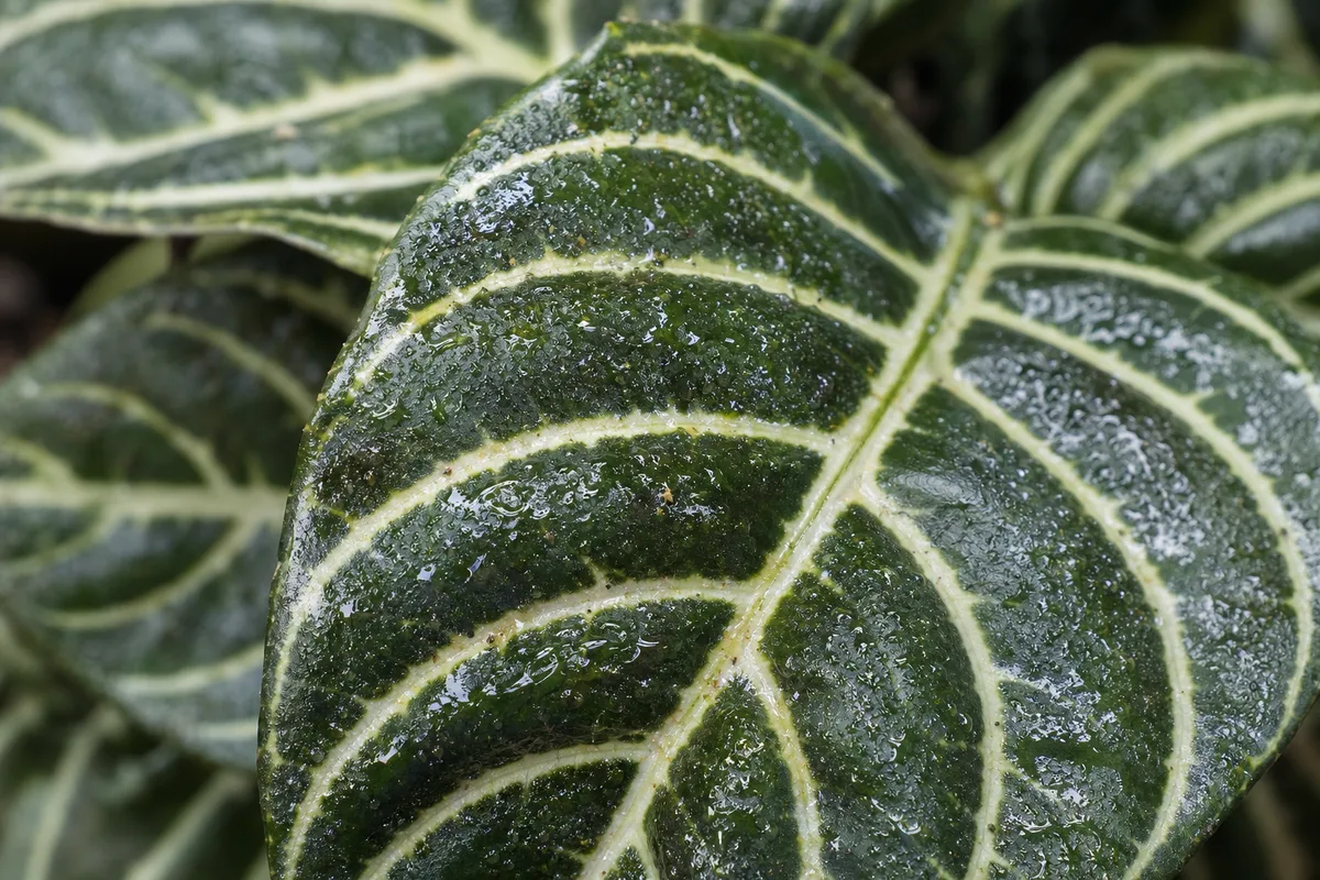 Close-up of Sticky Leaves on Zebra Plant - diagnostic detail