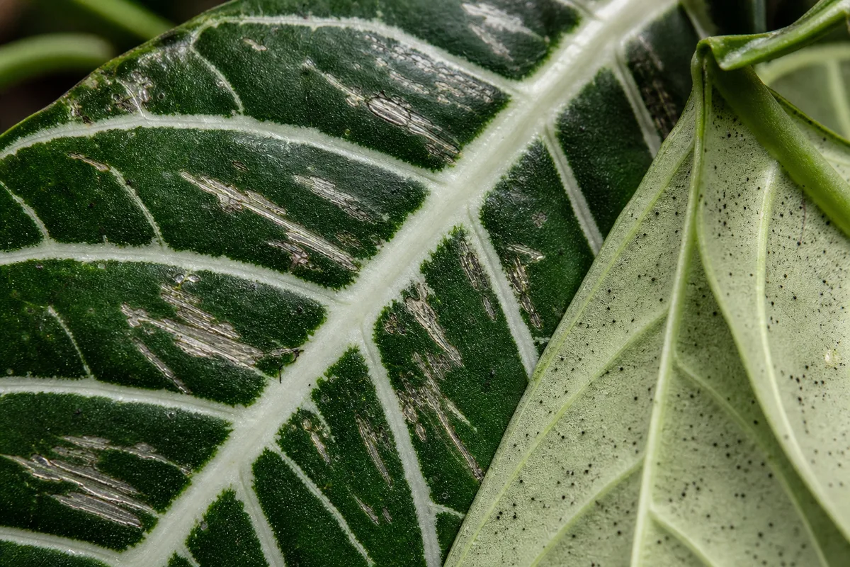 Close-up of Thrips on Zebra Plant - diagnostic detail