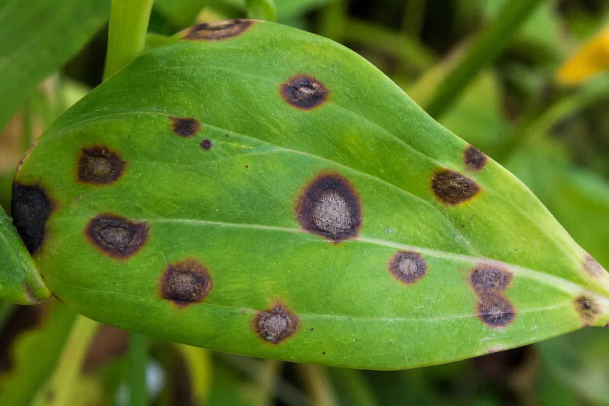 Close-up of Black Spots on Zinnia - diagnostic detail
