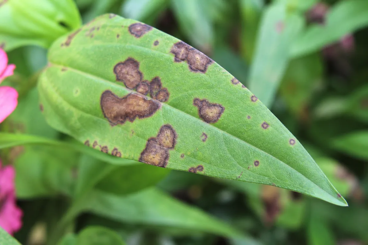 Close-up of Blight on Zinnia - diagnostic detail