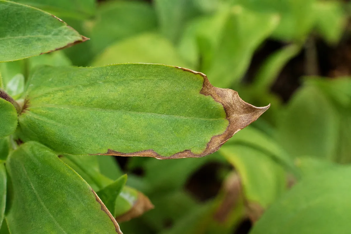 Close-up of Brown Tips on Zinnia - diagnostic detail