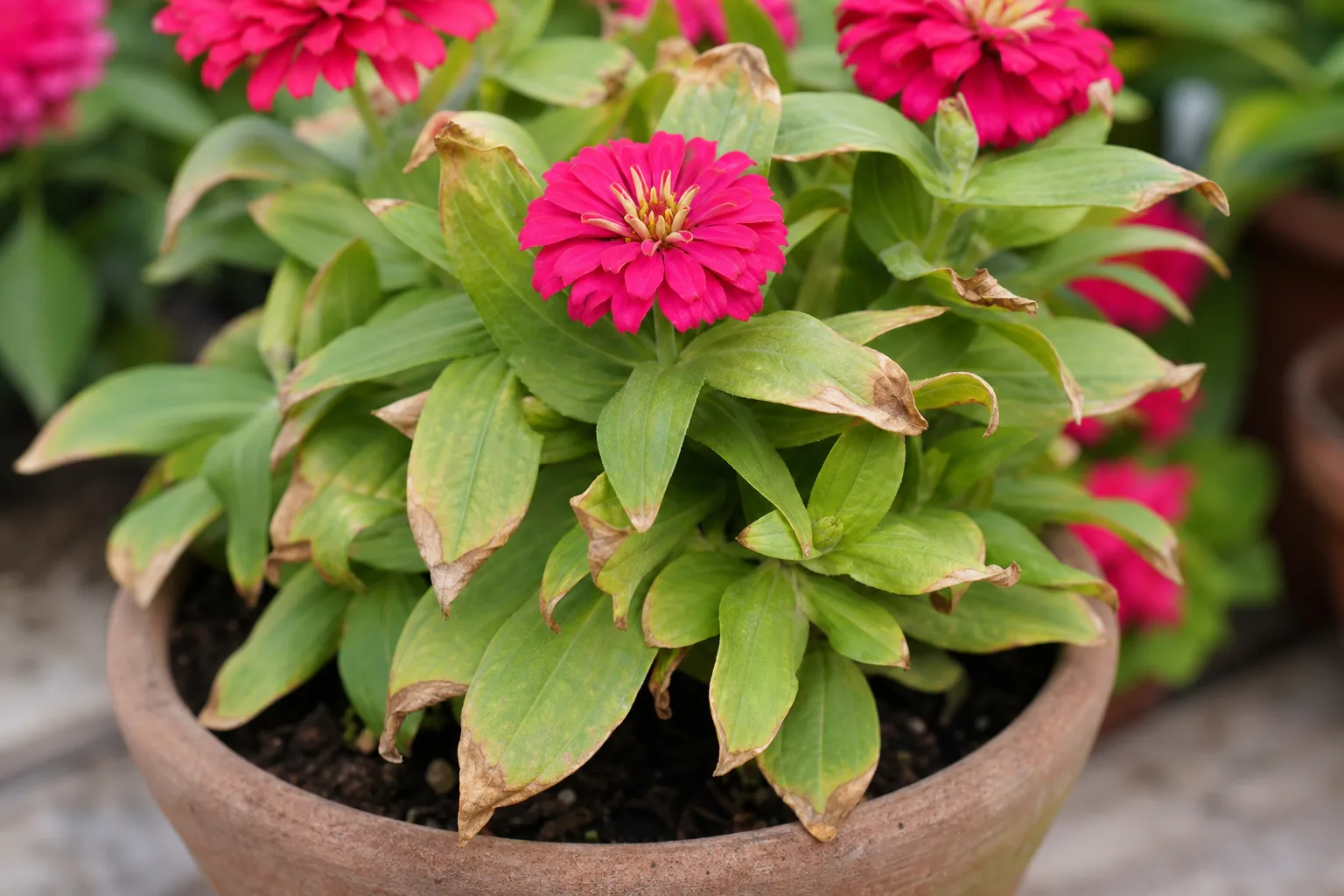 Brown Tips on Zinnia - visible symptom on the plant