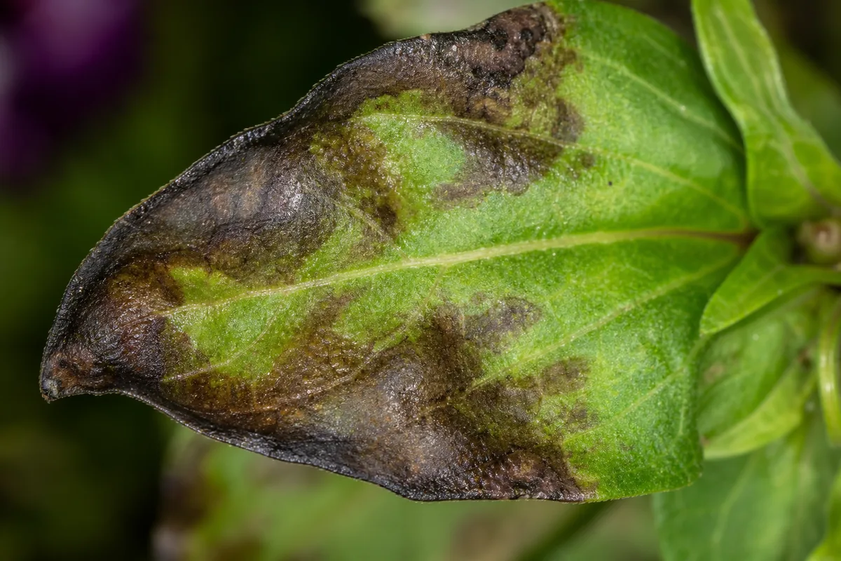 Close-up of Cold Damage on Zinnia - diagnostic detail