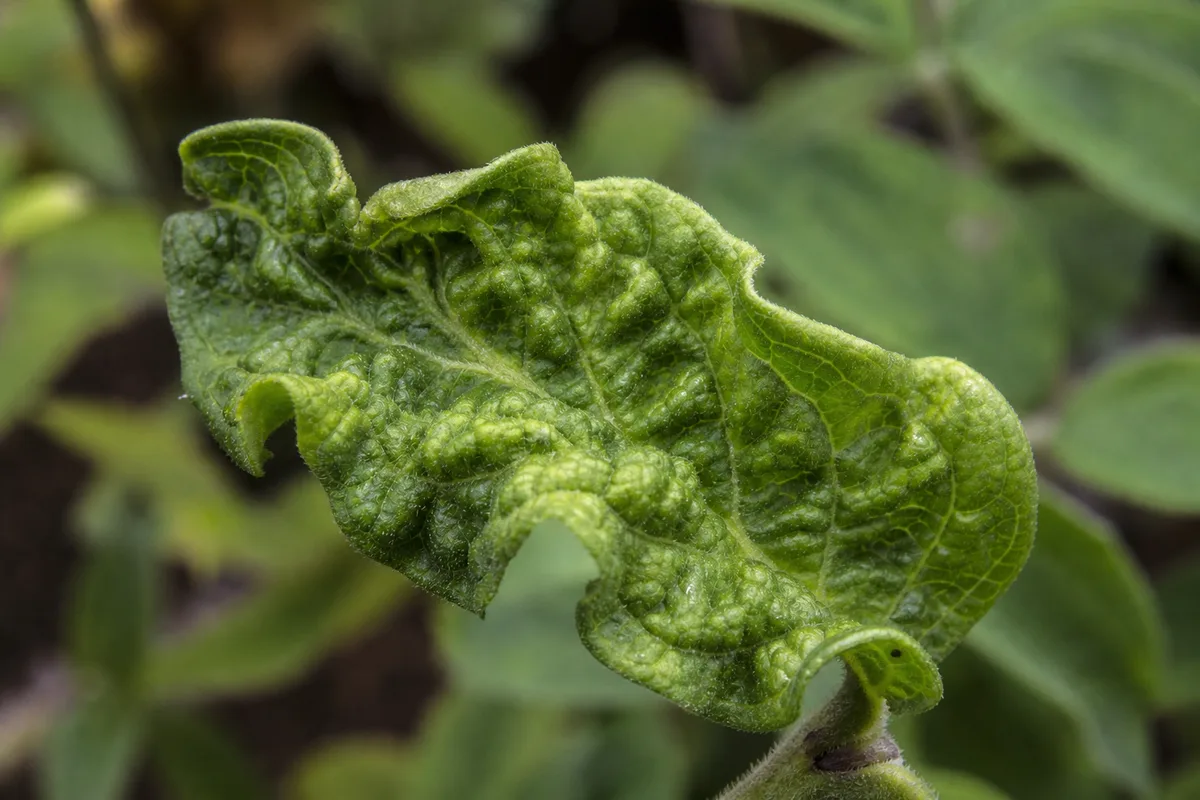Close-up of Distorted Leaves on Zinnia - diagnostic detail