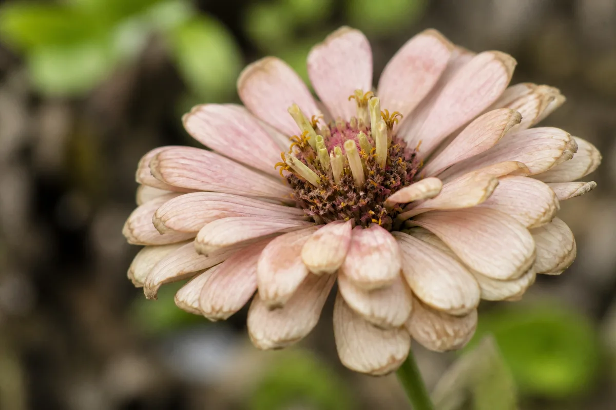 Close-up of Faded Flowers on Zinnia - diagnostic detail