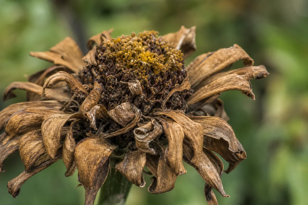 Close-up of Flowers Turning Brown on Zinnia - diagnostic detail
