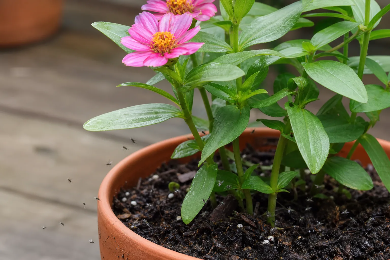 Fungus Gnats on Zinnia - visible symptom on the plant