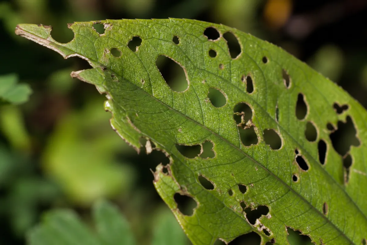 Close-up of Holes in Leaves on Zinnia - diagnostic detail