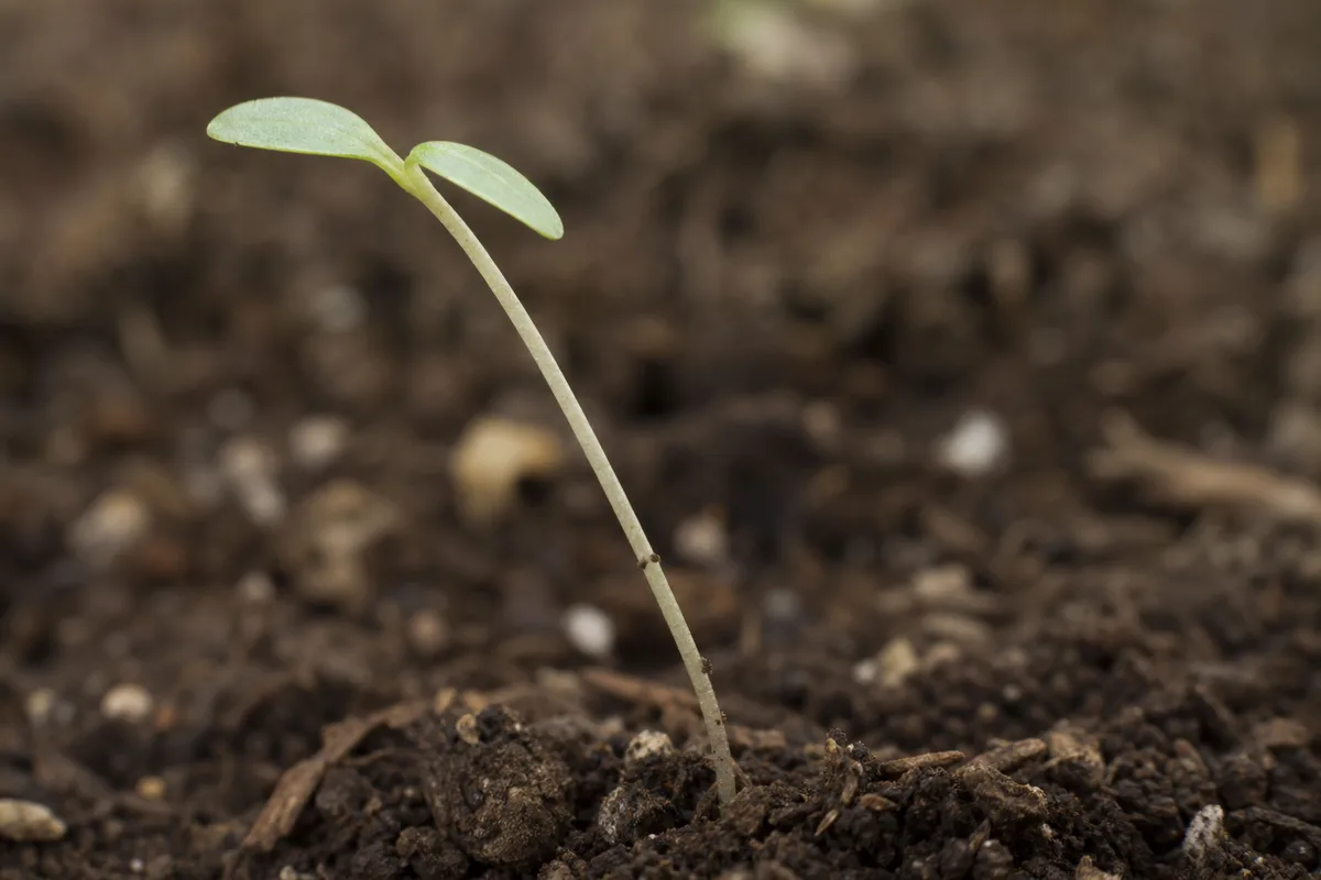 Close-up of Leggy Seedlings on Zinnia - diagnostic detail