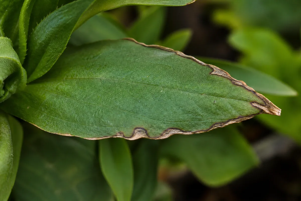 Close-up of Low Humidity on Zinnia - diagnostic detail