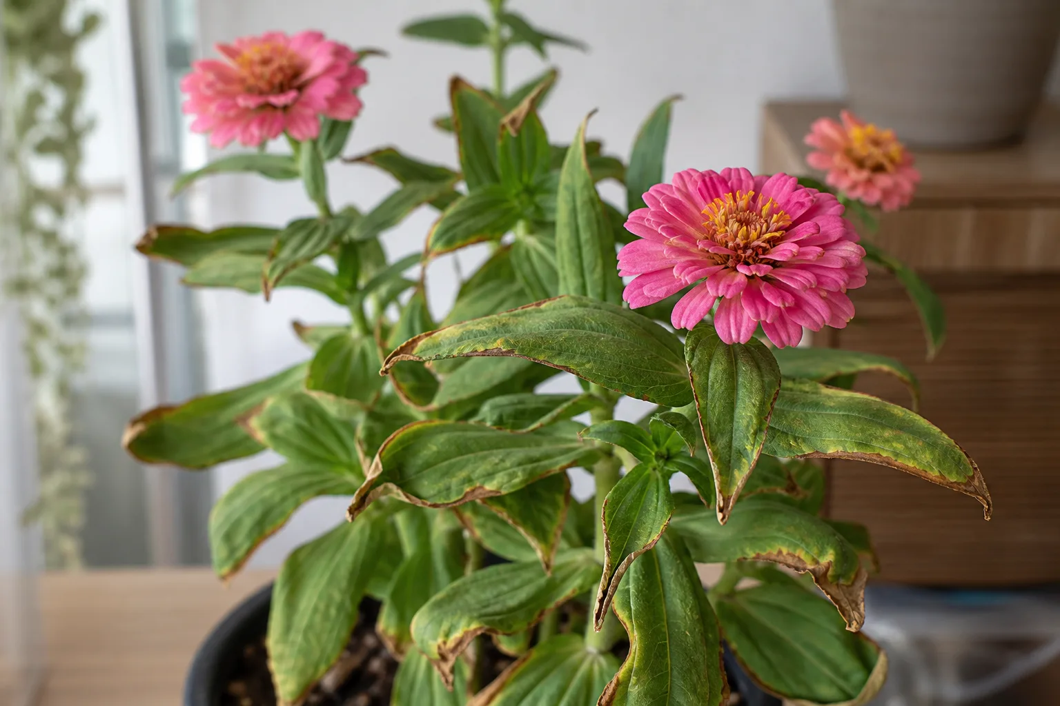 Low Humidity on Zinnia - visible symptom on the plant