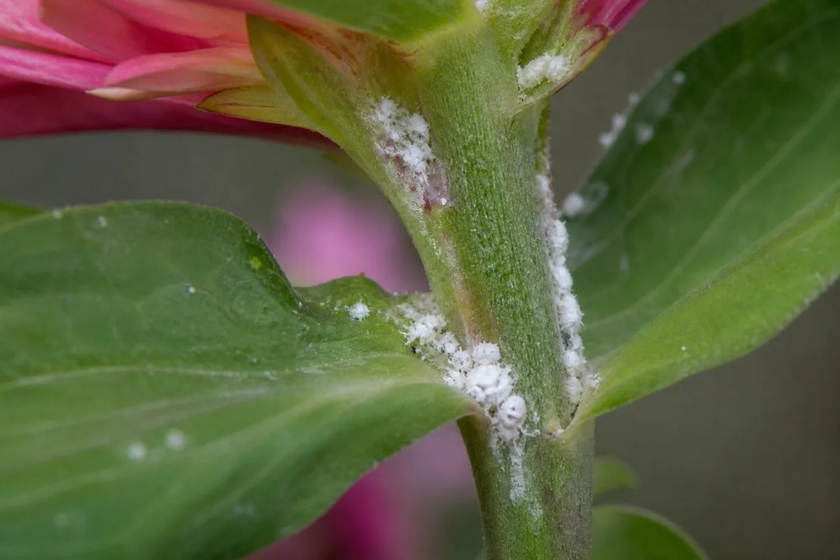 Close-up of Mealybugs on Zinnia - diagnostic detail