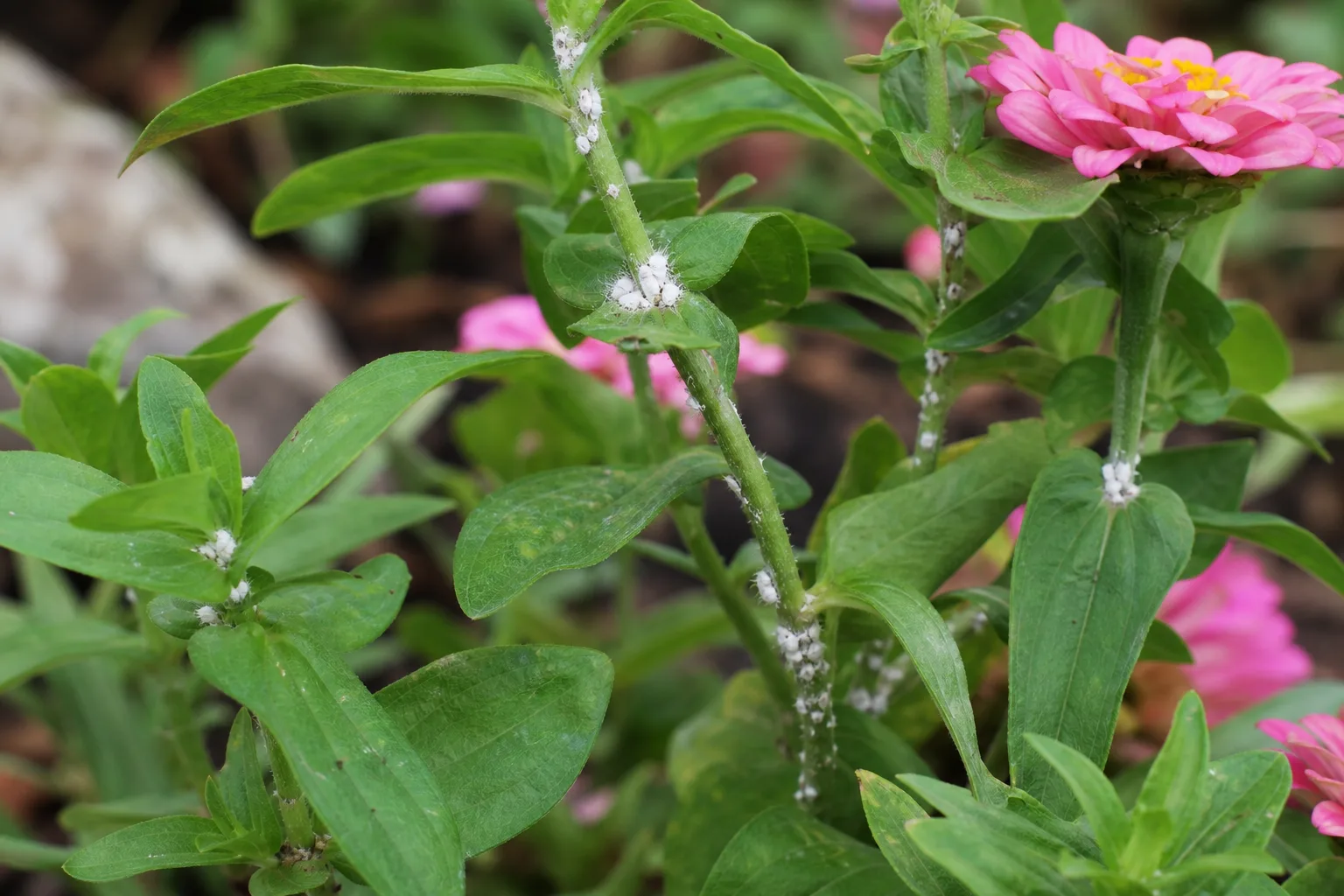 Mealybugs on Zinnia - visible symptom on the plant