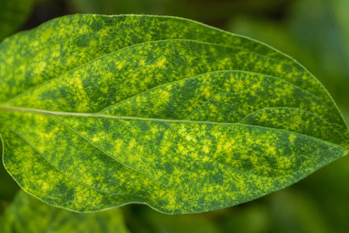 Close-up of Mosaic Virus on Zinnia - diagnostic detail