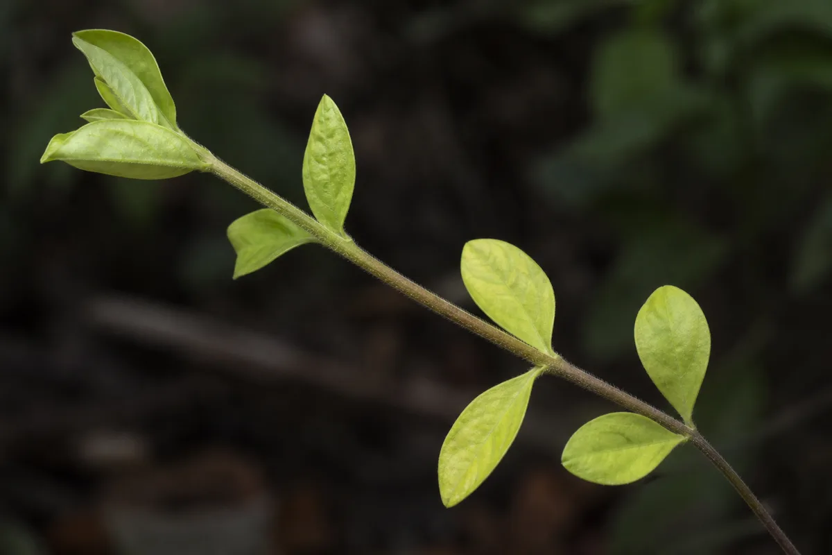 Close-up of Not Enough Light on Zinnia - diagnostic detail